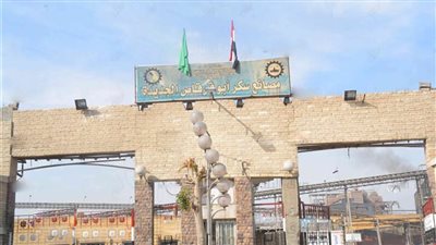 غدا.. بدء موسم توريد محصول البنجر في المنيا