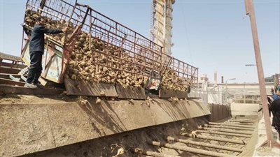 مصنع سكر أبو قرقاص يبدء استقبال محصول بنجر السكر اليوم