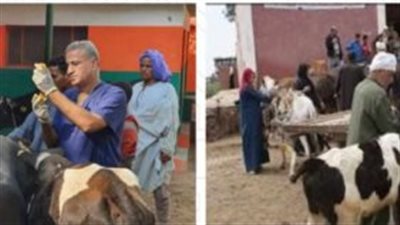 الثلاثاء .. بدء الحملة القومية  لتحصين الماشية بالمنيا