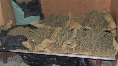 ضبط بحوزتهم 75 كيلو بانجو.. حبس عصابة الإتجار بالمخدرات بدمياط