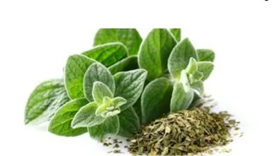 أبرز فوائد الاوريغانو للصحة