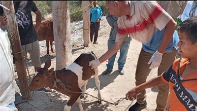 الثلاثاء..انطلاق حملة تطعيم للحيوانات بقرى الاسماعيلية 