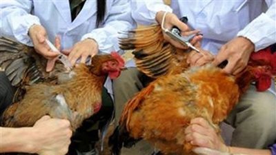 تحصين 23720 طائر متنوع ضد الأمراض الوبائية بكفر الشيخ