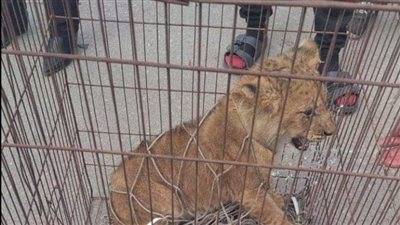 أسد يتجول في الشارع ويثير الذعر في التجمع .. تفاصيل