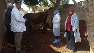 لليوم الثاني.. الطب البيطري بالفيوم تواصل أعمال الحملة القومية للتحصين 