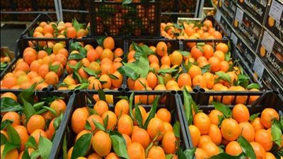 اشتراطات تصدير محاصيل الموالح