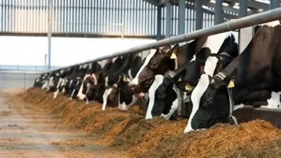 أسعار الأعلاف اليوم 12 رمضان.. شيكارة العلف بكام