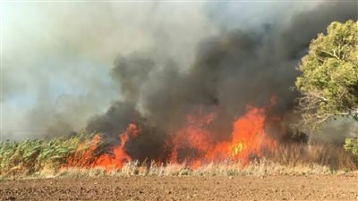 حريق في مزرعه مانجو بالفيوم  دون اصابات 