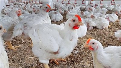  تحصين 26 ألف طائر ضد الأمراض الوبائية بكفر الشيخ
