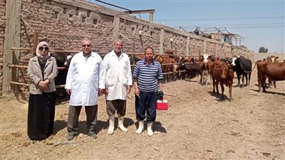الطب البيطرى بالفيوم تواصل أعمال الحملة القومية الأولى لتحصين الماشية 