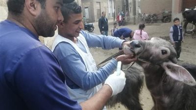 قافلة طبية بيطرية مجانية بقرية شلشلمون 