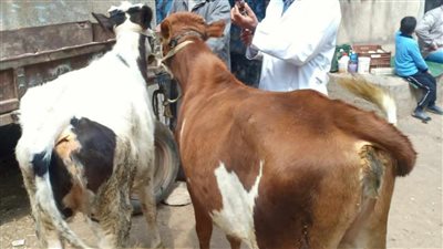 قافلة بيطرية من جامعة الزقازيق لقرية كفر أبو جبل 