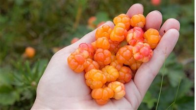 فاكهة ذهبية تمنع الإصابة بالسكري وتحارب السمنة.. أطباء ينصحون بتناولها