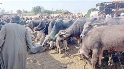 غش اللحوم والدواجن.. بوابة للكسب السريع