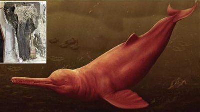 العثور على حفرية دولفين عملاق في البيرو وكان يعيش منذ 16 مليون سنة