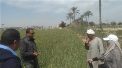 زراعة الإسكندرية تتابع محصول القمح وتطالب المزارعين بحماية المحصول من خلط مبيدات الحشائش