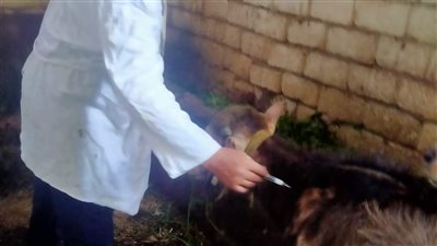 محافظ الدقهلية يتابع أعمال الحملة القومية لمقاومة الحمى القلاعية 