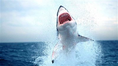 حقيقة تواجد قرش ماكو في الغردقة| أستاذ محميات طبيعية يوضح أسباب ظهوره 