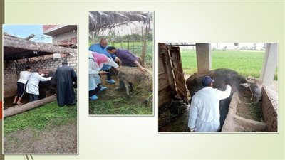 تحصين 66 ألف رأس ماشية ضد الحمى القلاعية والوادي المتصدع بالشرقية