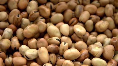 سعر الفول اليوم الأحد في الأسواق ولدى تاجر الجملة