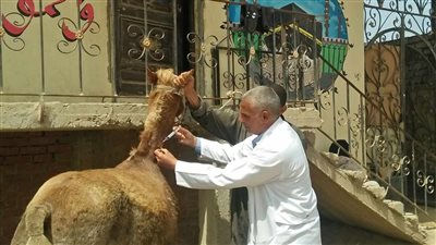 جامعة الزقازيق توجه قافلة بيطرية لكفر أبو نجم 