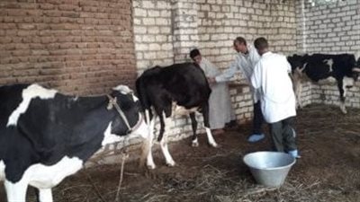 مديرية  الطب البيطري تواجه الحمى القلاعية لحماية الثروة الحيوانية بالإسكندرية