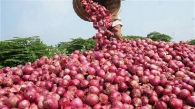 عودة البصل المصري للأسواق العالمية بعد 6 أشهر من الحظر تُنعش الأسعار محلياً