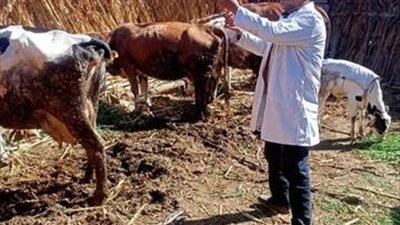 غدا .. قافلة بيطرية إرشادية علاجية بالمنيا