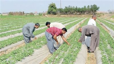 «مافيا الأسمدة».. تهدد صحة المواطنين
