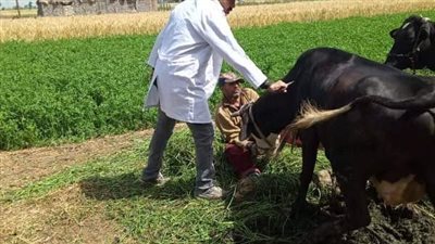 بيطري الشرقية: تحصين 189 ألف رأس ماشية ضد الحمى القلاعية والوادي المتصدع