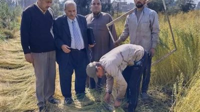 في الشرقية.. يوم حصاد عن أهمية محصول الكتان بقرية بني عامر 