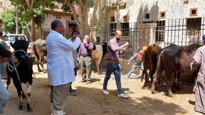خدمات البيطرية لـ 490 رأس ماشية في المنيا