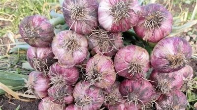 كيلو الثوم بـ 12 جنيها.. أسعار الخضروات والفاكهة بأسواق الفيوم 