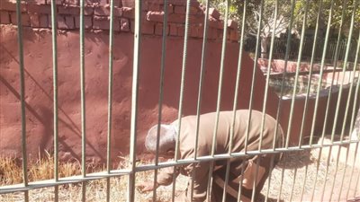 حديقة حيوان الزقازيق تتأهب لاستقبال الزائرين في أيام عيد الفطر المبارك.. صور