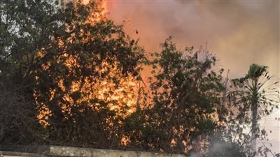 صور..اندلاع حريق بمجموعة من الأشجار والنخيل بشبرا مصر 