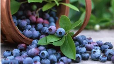 10 أطعمة تحميك من الأمراض