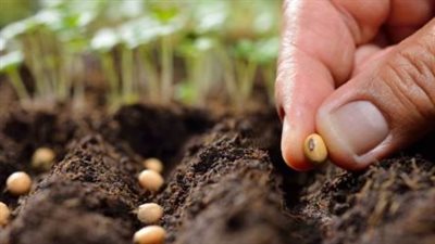 وزارة الزراعة: تقاوى المحاصيل الصيفية بدرجة عالية من النقاوة متوفرة في 278 منفذًا