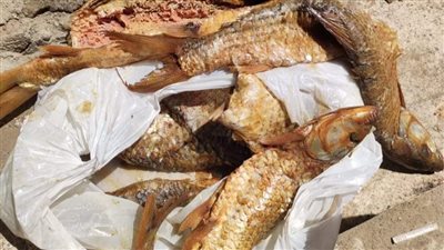 ضبط فسيخ ورنجة فاسدة وغير صالحة للاستهلاك بالفيوم 