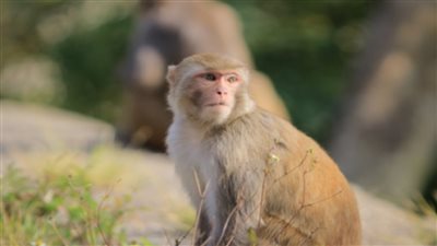 قرد يصيب رجلًا بفيروس نادر في هونغ كونغ