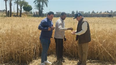 وكيل زراعة سوهاج يعلن جاهزية الصوامع لاستقبال توريد الأقماح 