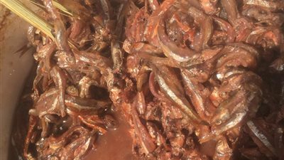 ضبط ١٤٠ كيلوجرام اسماك مجمدة ومملحة غير صالحة للاستخدام الآدمي