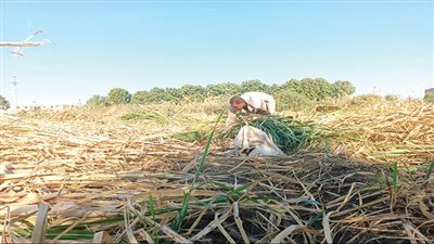   الكل سعيد فى الصعيد.. والمزارعون حزانى!