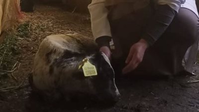 المسح التناسلي الشامل والتلقيح الاصطناعي لـ 5666 رأس ماشية بالشرقية