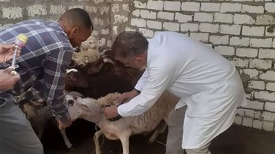 تحصين 160 ألف رأس ماشية ضد أمراض الحمى القلاعية بالمنيا
