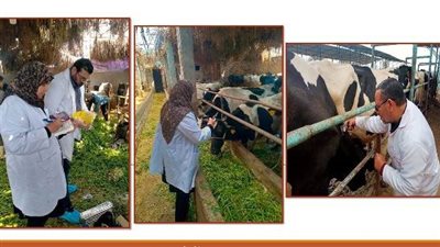 فحص 3506 رأس ماشية ضد البروسيلا والسل البقري بالشرقية
