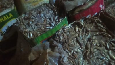 ضبط  5 طن أسماك مملحة ولحوم ودواجن فاسدة بالمنيا 