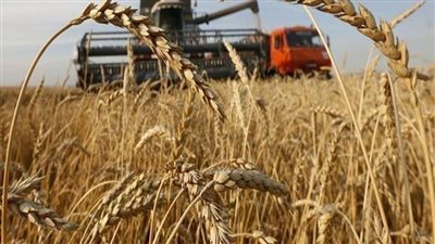 القمح استوى في الغيطان.. خلي بالك من أهم معاملات الحصاد 