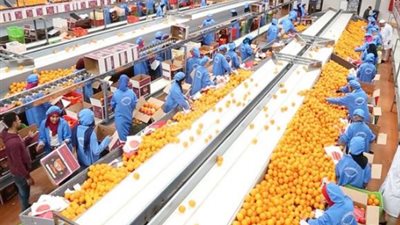 قفزة نوعية نحو الريادة العالمية في مجال الصادرات الزراعية