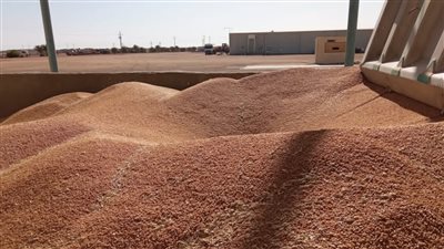 محافظ أسوان:  انتظام استلام بشائر الأقماح المحلية بصومعة الراجحي بتوشكى 