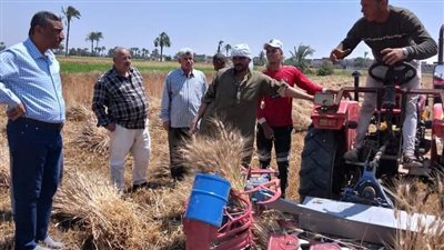 بدء موسم حصاد و توريد الأقماح المحلية   ببني سويف